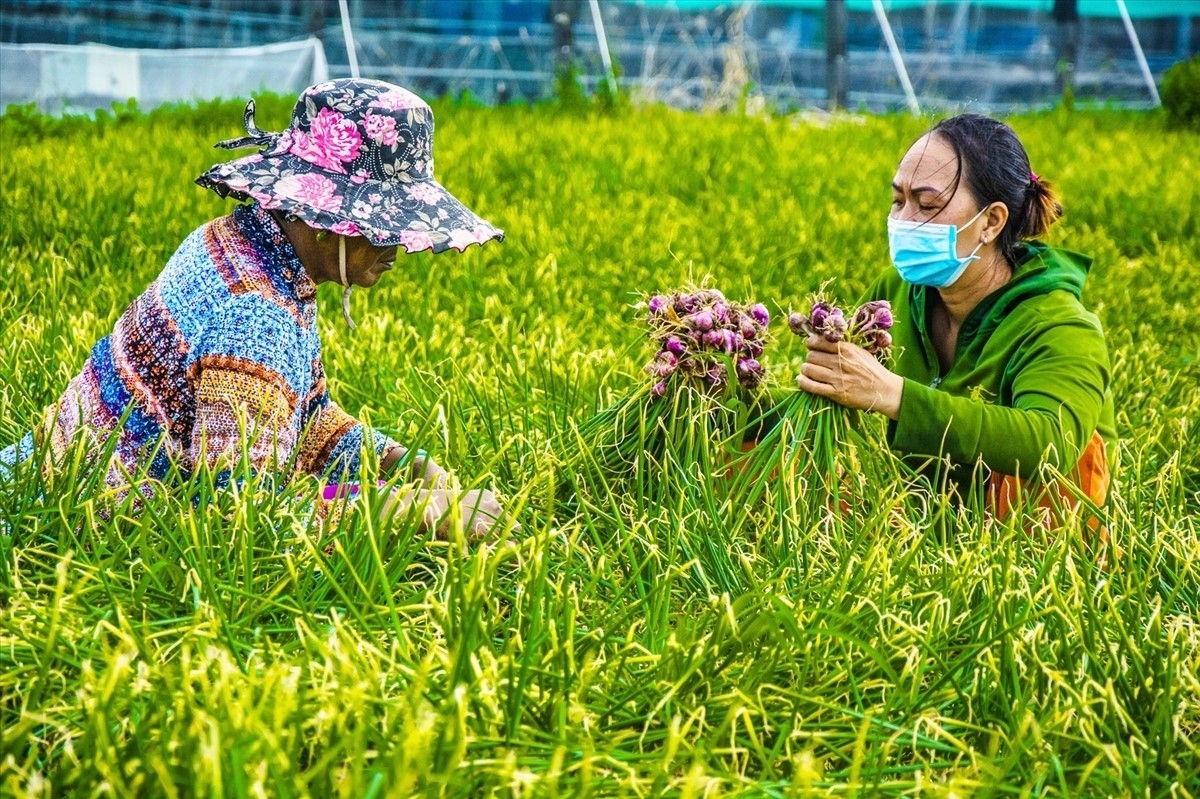 Ứng dụng mô hình sản xuất hành tím theo tiêu chuẩn VietGap ở Sóc Trăng góp phần nâng cao thu nhập cho người dân 