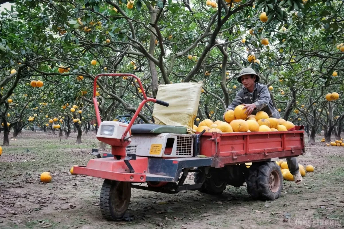 Thủ phủ bưởi Diễn tất bật thu hoạch phục vụ Tết