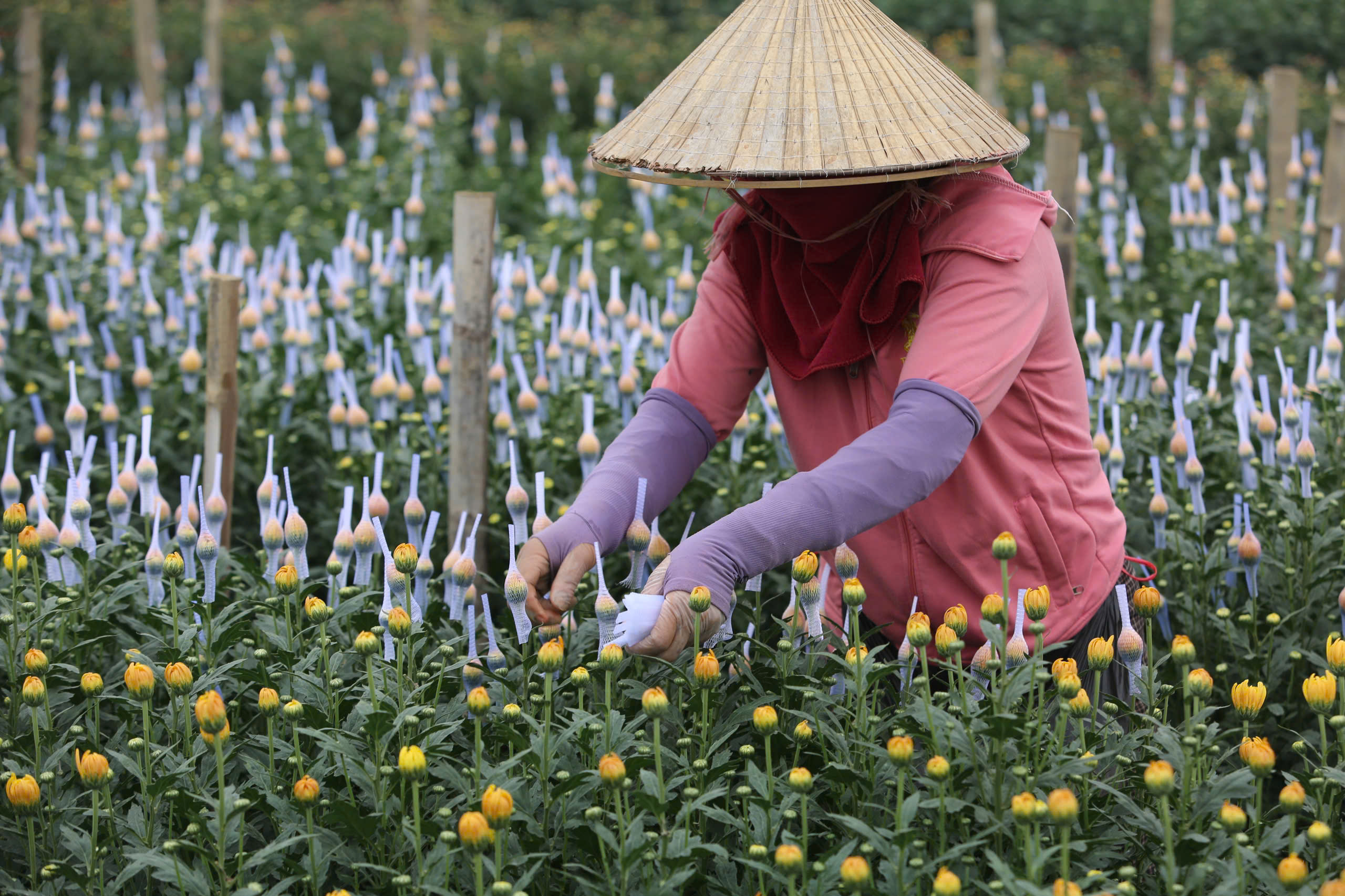 Làng hoa nổi tiếng Thanh Hóa, Ninh Bình tất bật vụ Tết- Ảnh 5.