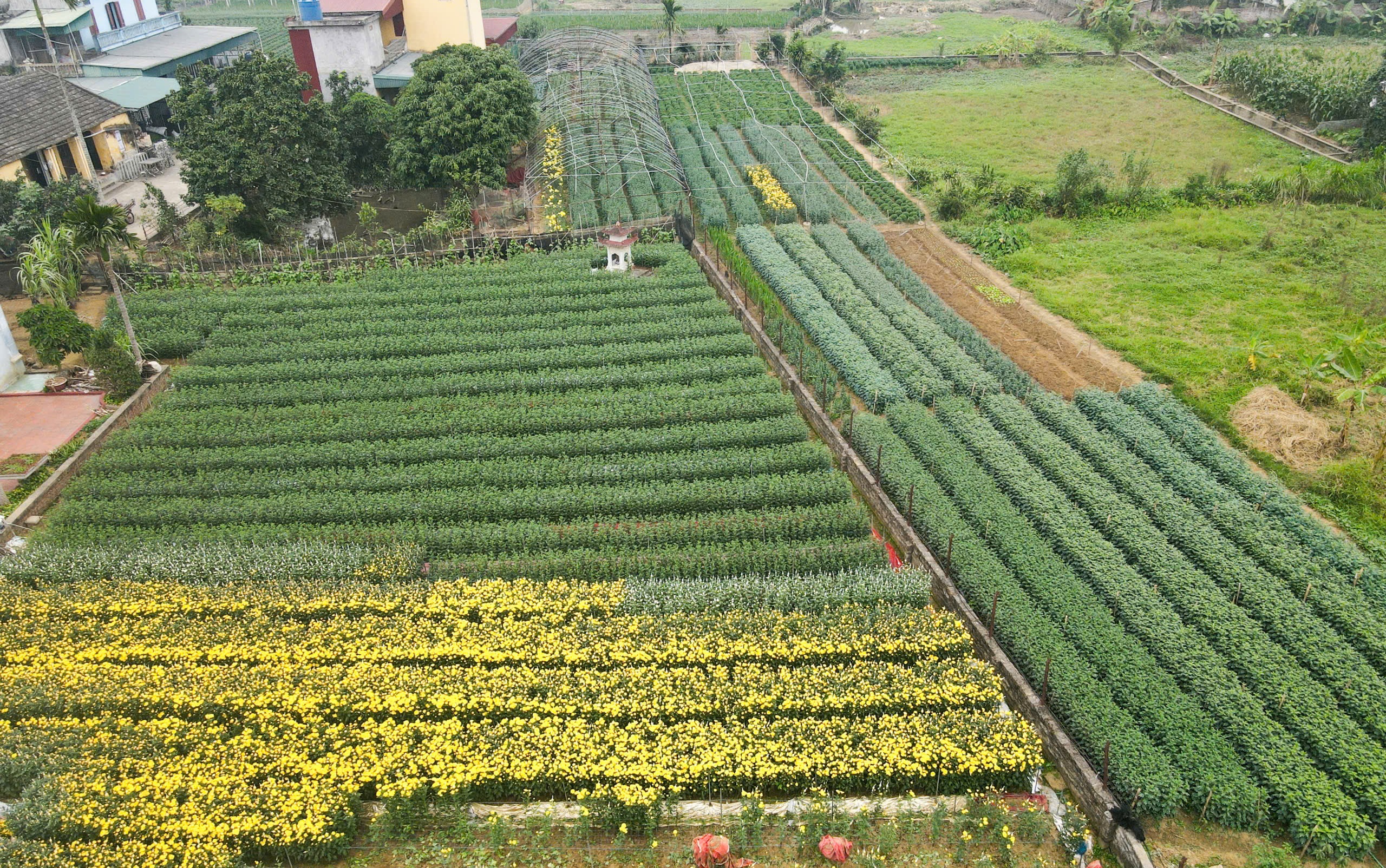 Làng hoa nổi tiếng Thanh Hóa, Ninh Bình tất bật vụ Tết- Ảnh 8.