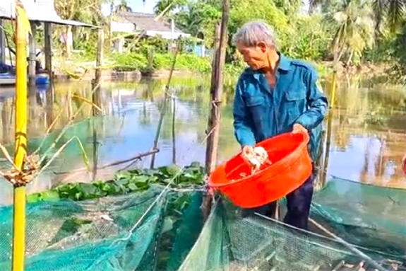 Cá lóc chắc thịt nuôi dày đặc dưới sông này, nông dân Hậu Giang bắt lên bán, thương lái cân hết sạch- Ảnh 2.