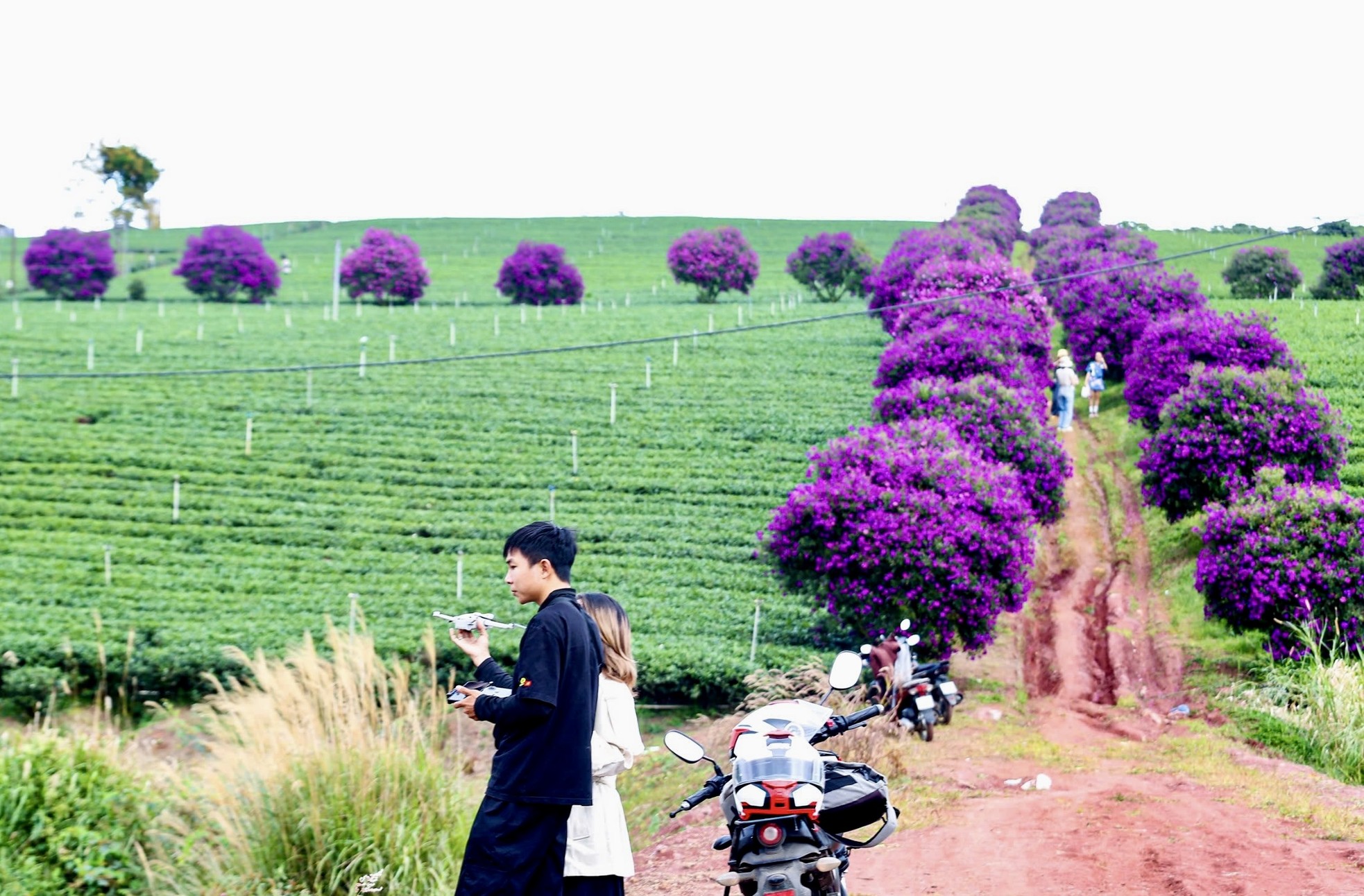 Hàng trăm cây mua nở hoa, nhuộm tím nông trường trà Olong ảnh 6