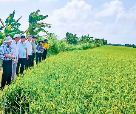 Trồng lúa 4.0 là làm kiểu gì mà ở Đồng Tháp, nông dân nói 