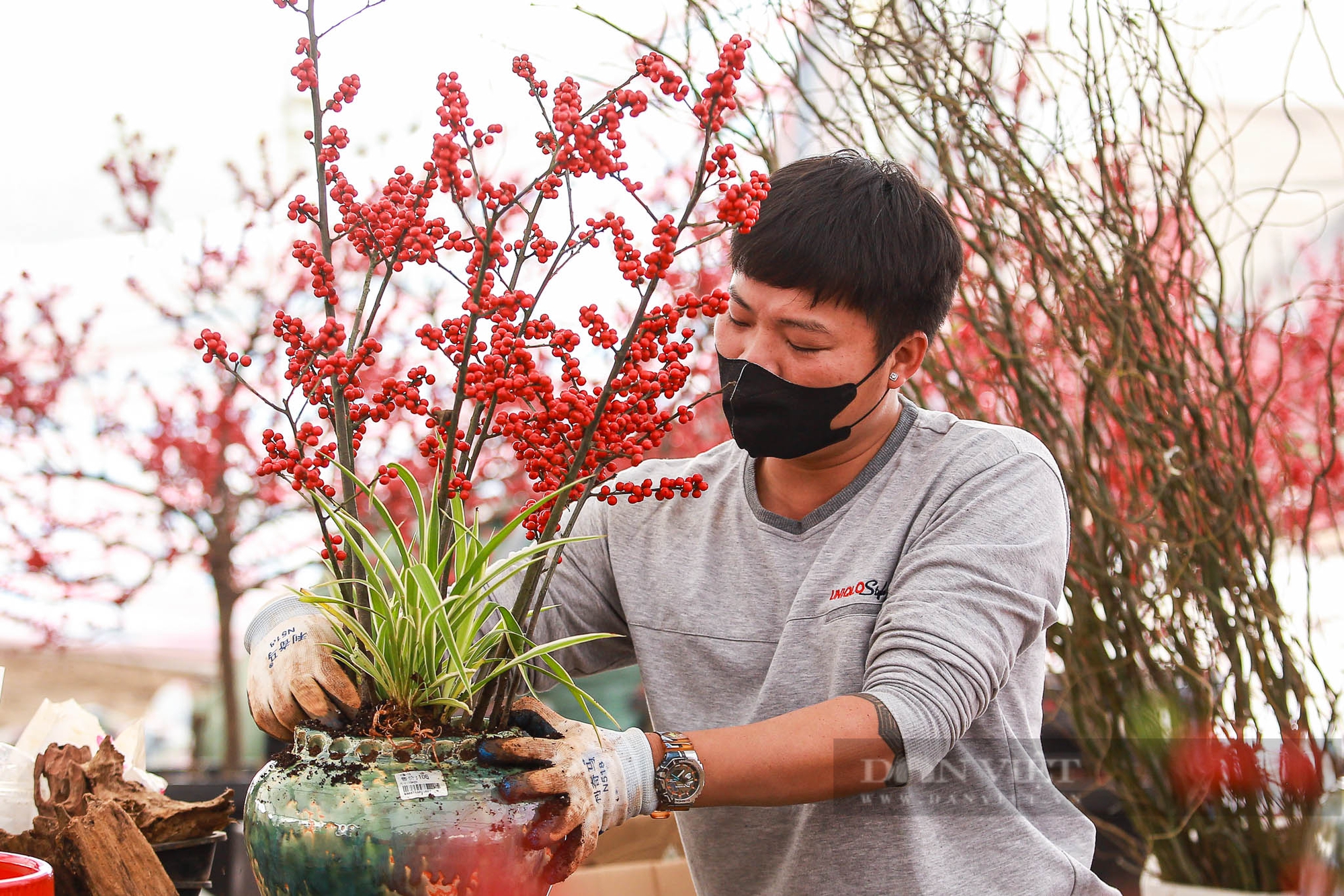 Đào đông lần đầu có mặt tại Hà Nội, giá hàng trăm triệu đồng mỗi gốc- Ảnh 8.