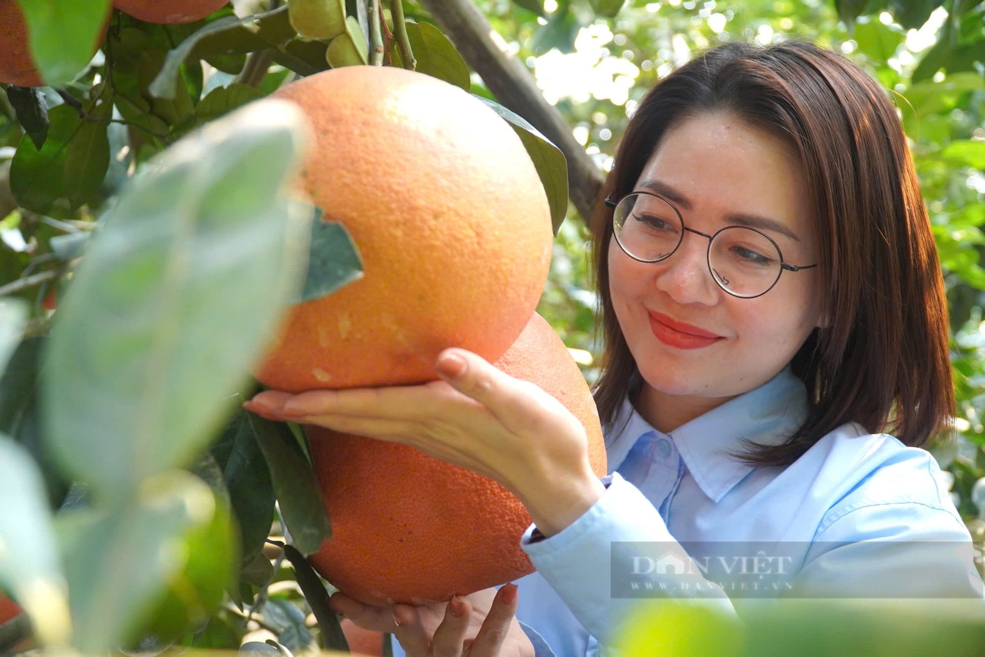 Bưởi đỏ tiến vua, nữa triệu đồng một cặp, nông dân không đủ hàng để bán - Ảnh 5.