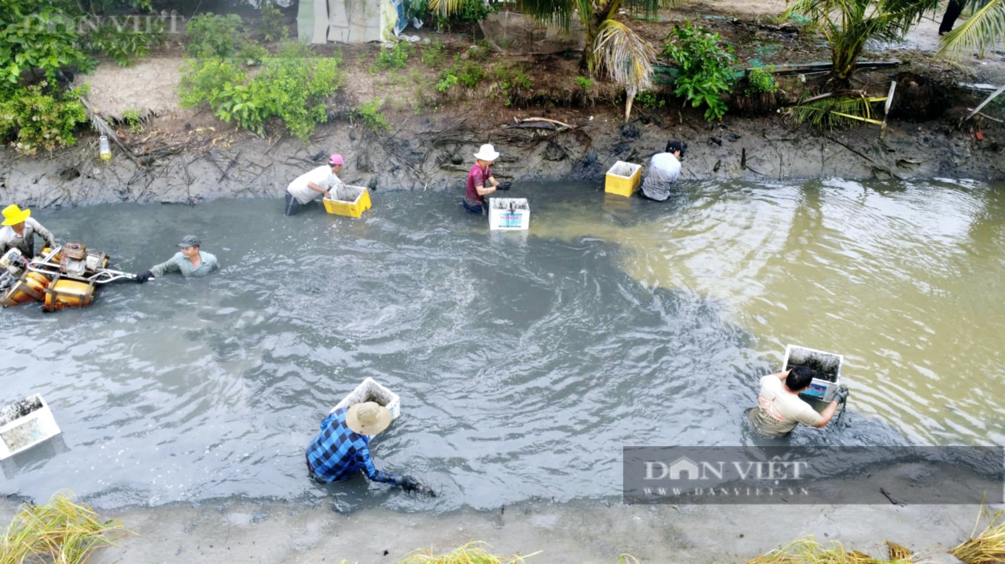 Con tôm mình to, càng dài tăng giá “chóng mặt”, khiến nông dân Cà Mau hớn hở thổi bùn bắt bán đón Tết - Ảnh 2.