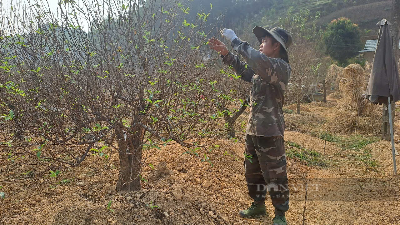 Một Phó Chủ tịch Hội Nông dân xã ở Thái Nguyên biến vùng đất cằn cỗi thành nơi rực rỡ sắc hoa đào - Ảnh 3.