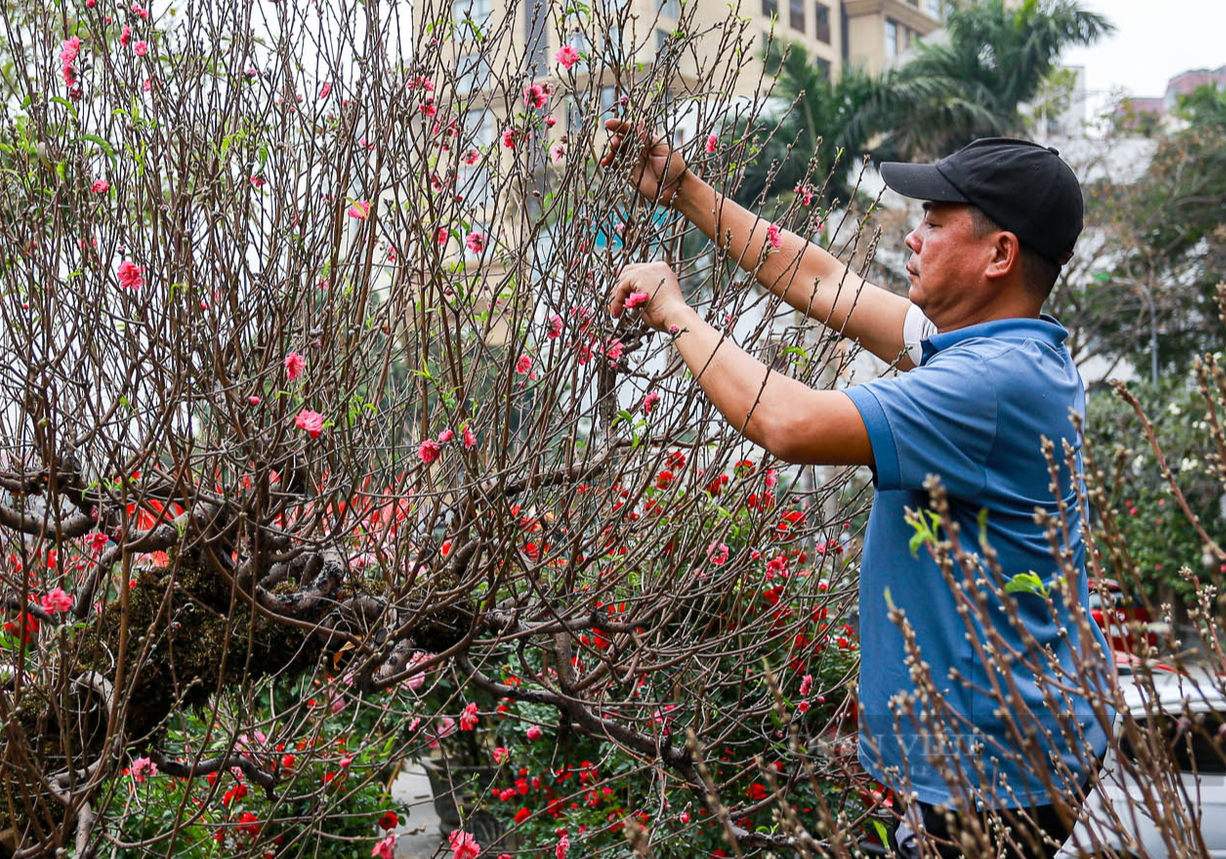 Đào, quất khủng xuống phố, có giá hàng trăm triệu đồng mỗi cây - Ảnh 8.