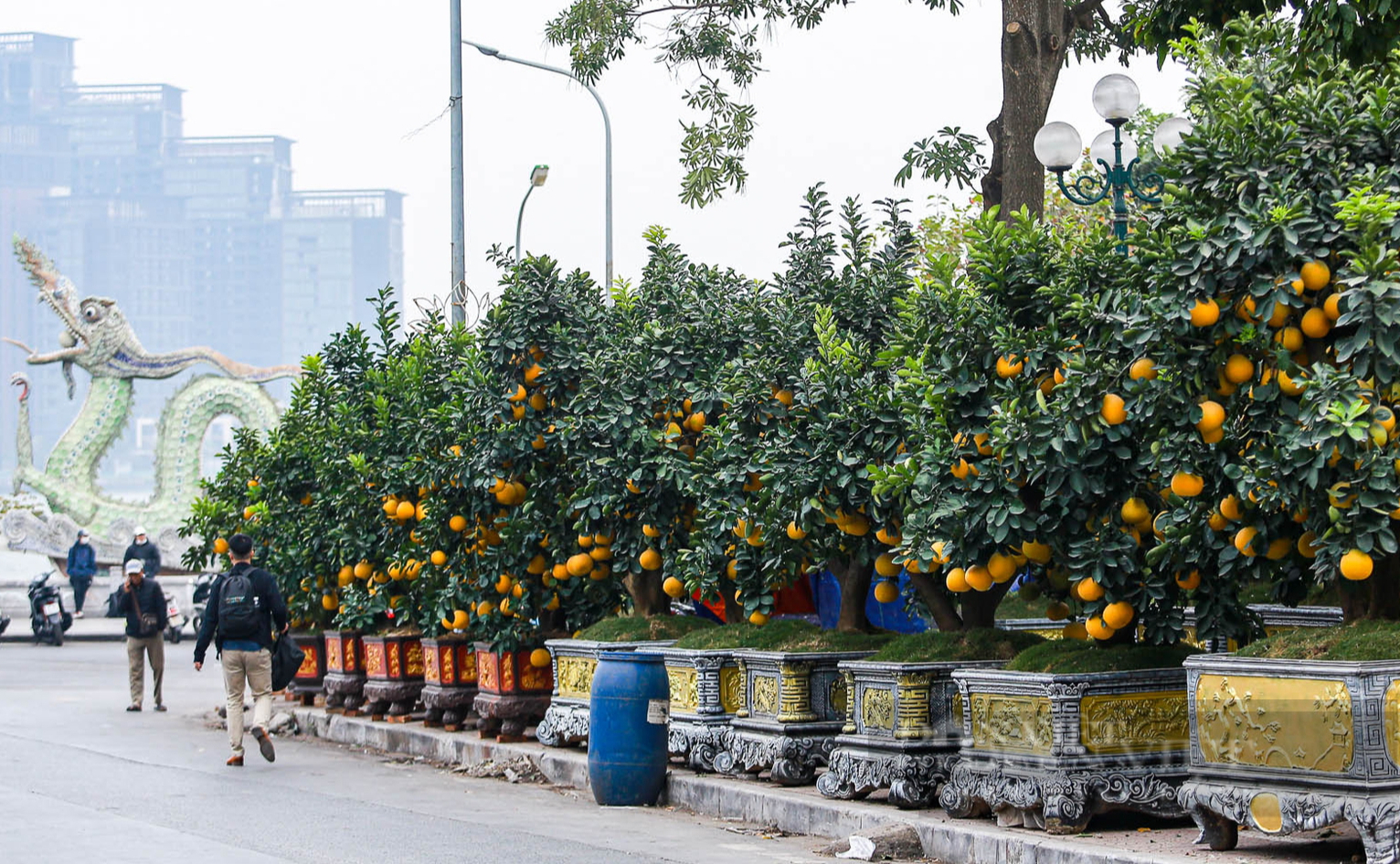 Đào, quất khủng xuống phố, có giá hàng trăm triệu đồng mỗi cây - Ảnh 12.