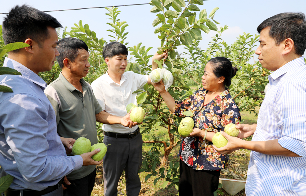 Xã nghìn tỷ ở Bắc Giang, dân xã này trồng cây gì, nuôi con gì, làm nghề gì mà ra hơn 1.000 tỷ/năm- Ảnh 2.