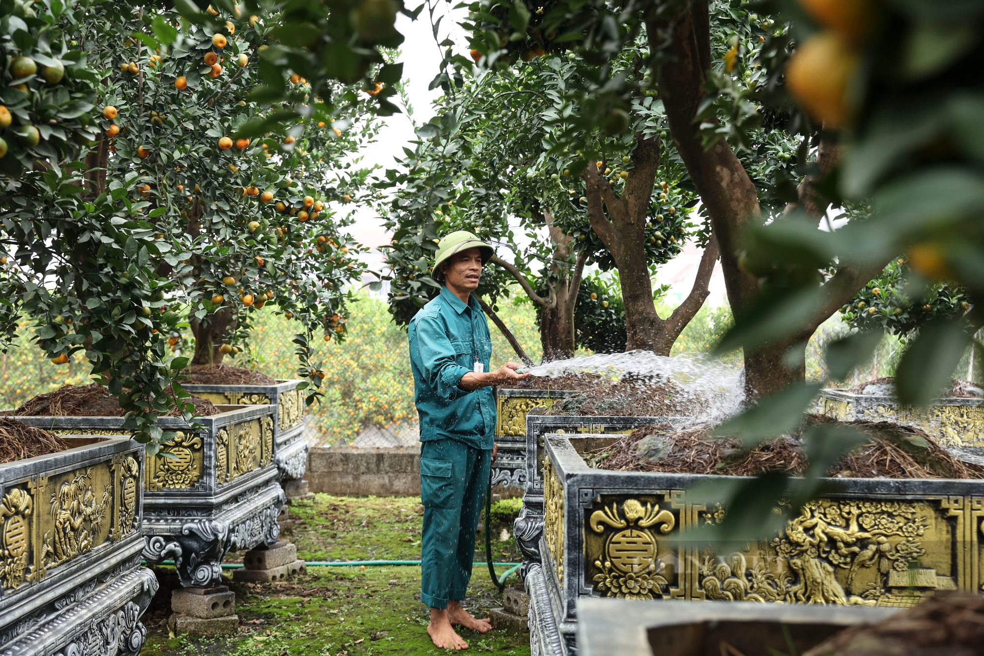 Tăng giá hàng chục triệu đồng, quýt lục bình Hưng Yên vẫn 