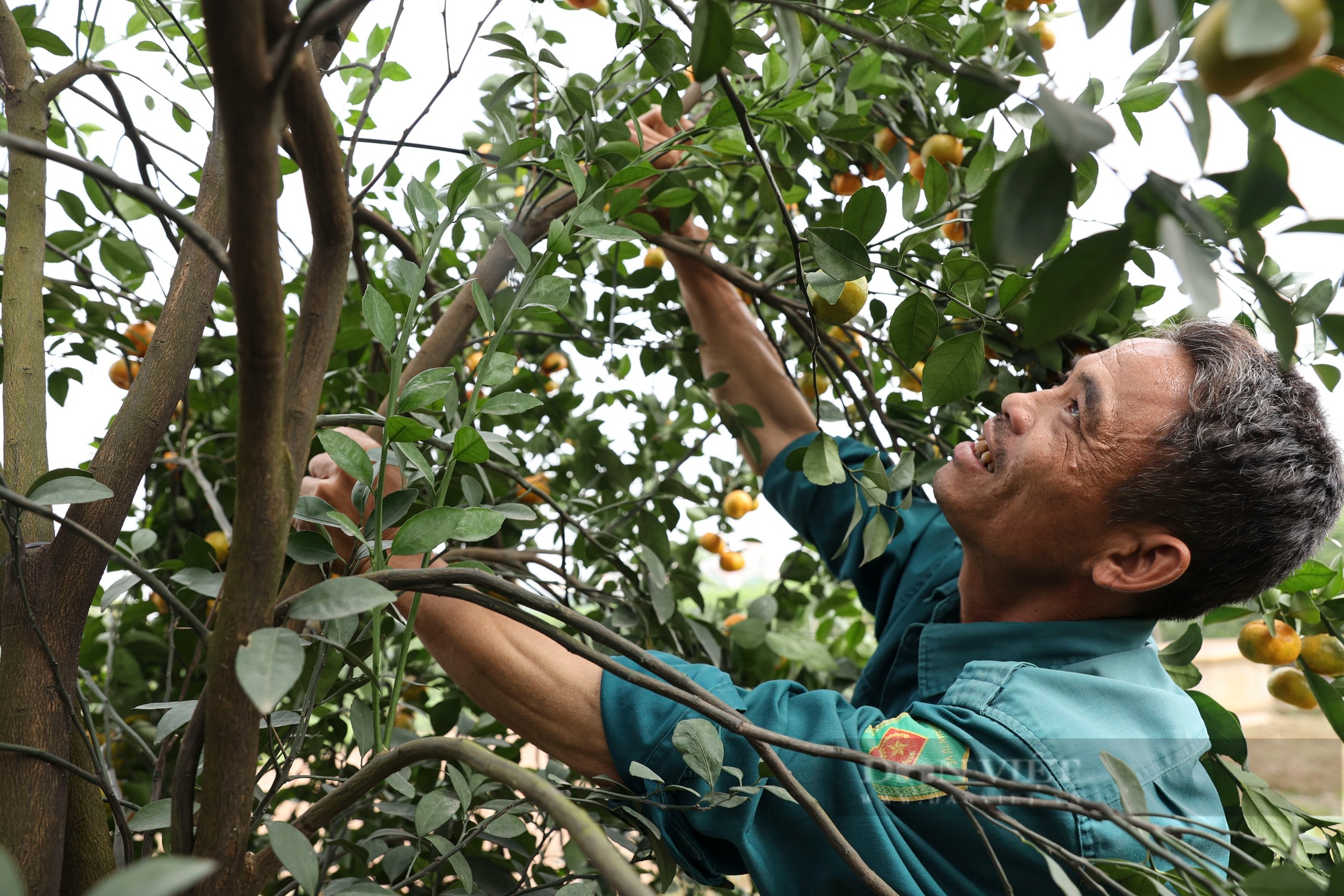 Tăng giá hàng chục triệu đồng, quýt lục bình Hưng Yên vẫn 