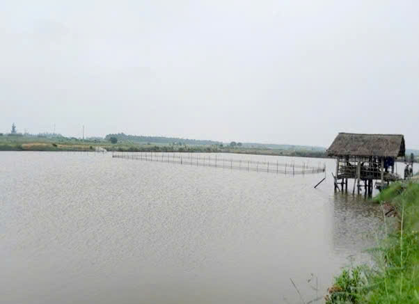 Thả sò huyết, tôm sú ở chung ao, nông dân Ninh Bình nhận thấy hiệu quả kinh tế rõ rệt - Ảnh 3.