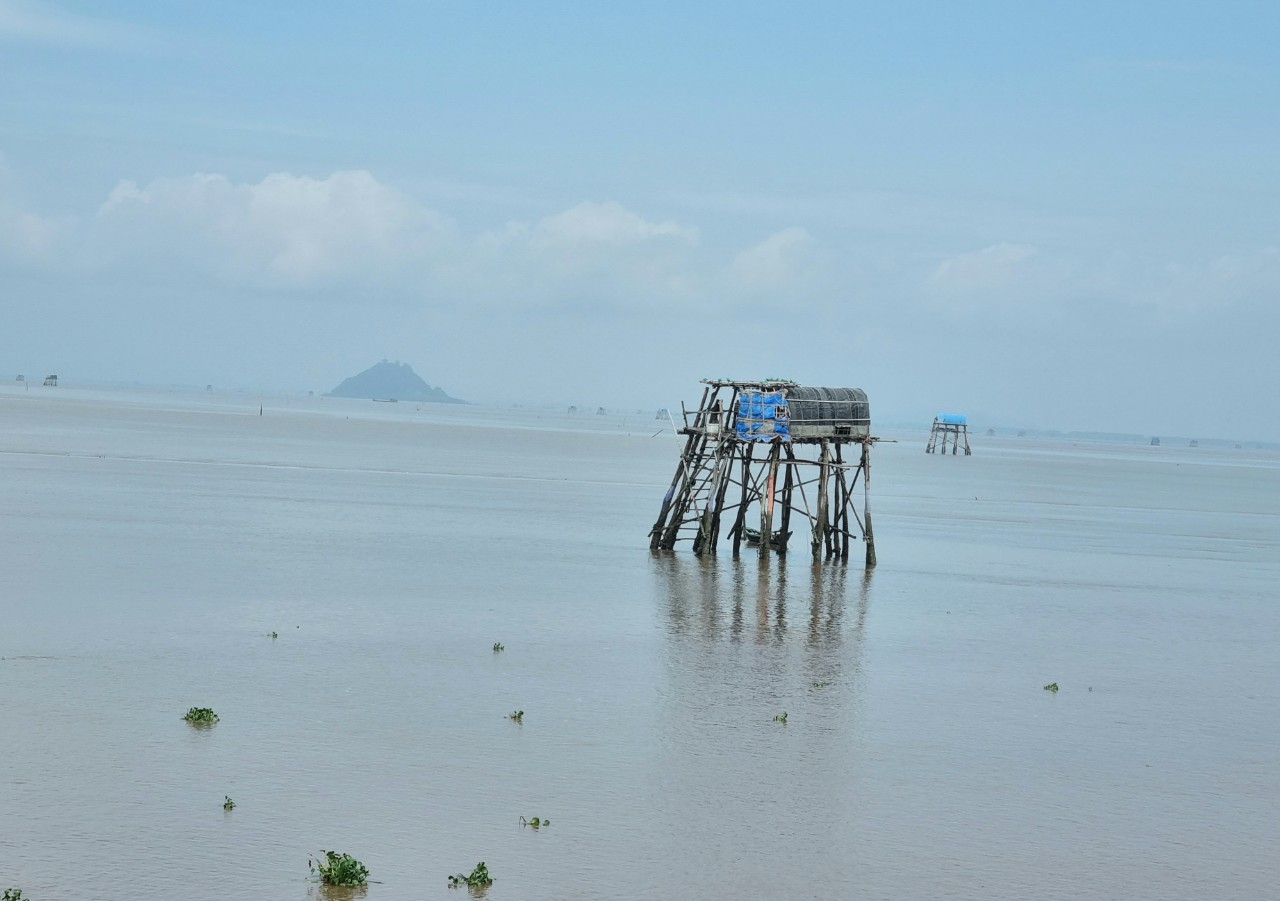 Thả sò huyết, tôm sú ở chung ao, nông dân Ninh Bình nhận thấy hiệu quả kinh tế rõ rệt - Ảnh 5.