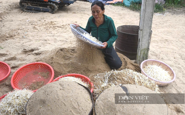 Vựa cung cấp giá đỗ bên sông Trà Khúc của Quảng Ngãi giờ thế nào?- Ảnh 12.