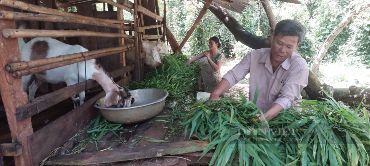 Không chỉ thoát nghèo, thành chủ trang trại thỏ, dê nhờ vay vốn ngân hàng - Ảnh 2.