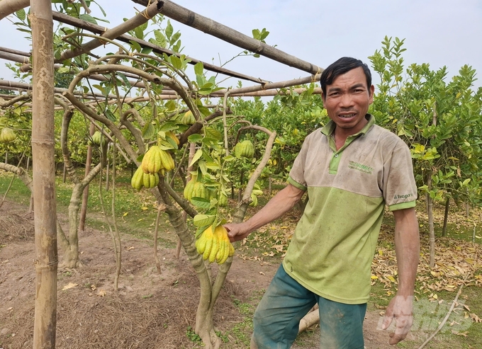 Theo anh Vương Trí Giang, xã Đắc Sở, chưa năm nào người trồng phật thủ lại đối diện với nhiều khó khăn như năm nay. Ảnh: Trung Quân.