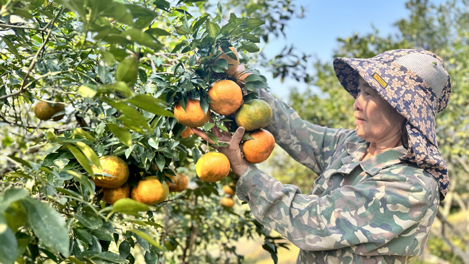 Ngoài mẫu mã đẹp, chất lượng cam bù năm nay được đánh giá cao hơn do người dân tuân thủ quy trình kỹ thuật và chú trọng chuyển đổi chăm sóc theo hướng hữu cơ. Ảnh: Ánh Nguyệt.