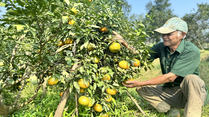 Đầu mùa, giá cam bù bán tại vườn từ 40.000 - 60.000 đồng/kg, cao gấp đôi hơn năm trước và dự báo sẽ còn tăng cao khi vào áp Tết. Ảnh: Ánh Nguyệt.