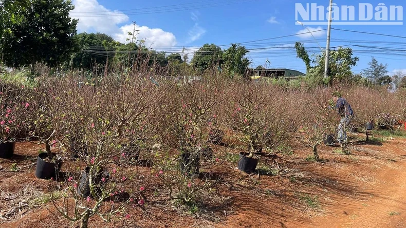 [Ảnh] Sắc thắm hoa đào ngày Xuân ở “thủ phủ” Tây Nguyên ảnh 2