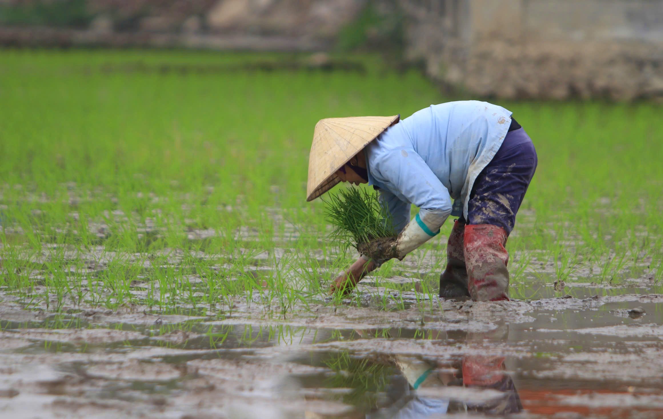 Thợ cấy còng lưng trên cánh đồng, cuối ngày chia nhau mỗi người nửa triệu, mệt mà vui vì có tiền sắm Tết - Ảnh 3.