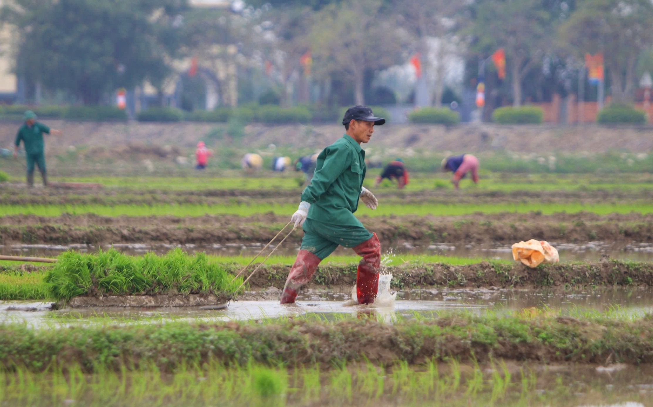 Thợ cấy còng lưng trên cánh đồng, cuối ngày chia nhau mỗi người nửa triệu, mệt mà vui vì có tiền sắm Tết - Ảnh 4.