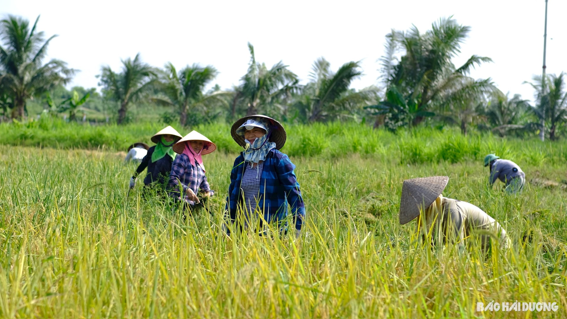 Gạo đắt nhất Hải Dương được sản xuất thế nào? - Ảnh 2.