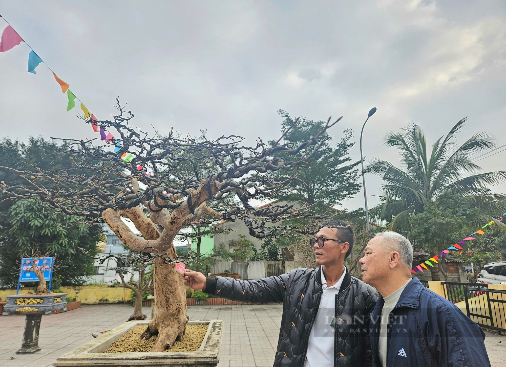 Cây mai vàng kỳ mỹ tại triển lãm ở một xã của Quảng Bình tổ chức, có cây gốc như khối gỗ lũa- Ảnh 2.