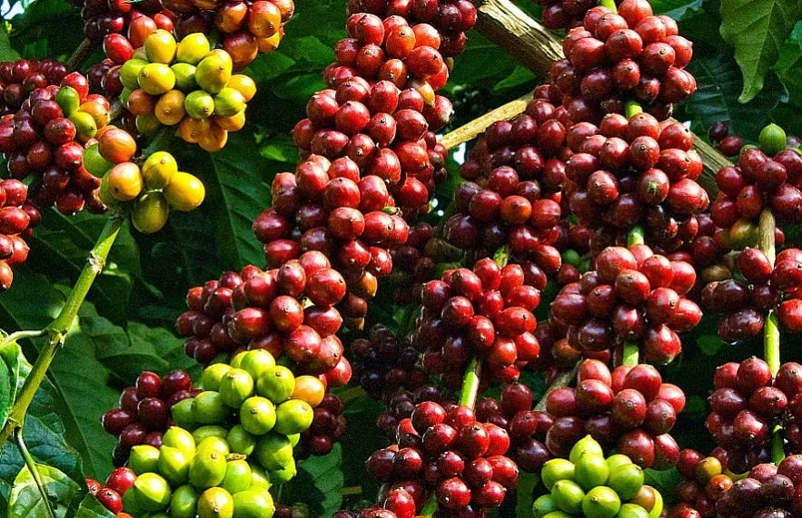 Thị trường hàng hóa 17/1: Giá cà phê Robusta quay đầu giảm