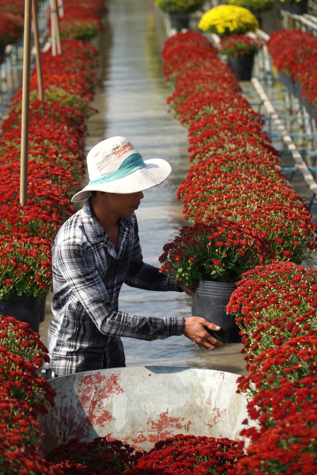 Lạ mắt nhìn loại hoa cúc vô số màu rực rỡ tại làng hoa Sa Đéc những ngày gần Tết Âm lịch- Ảnh 4.