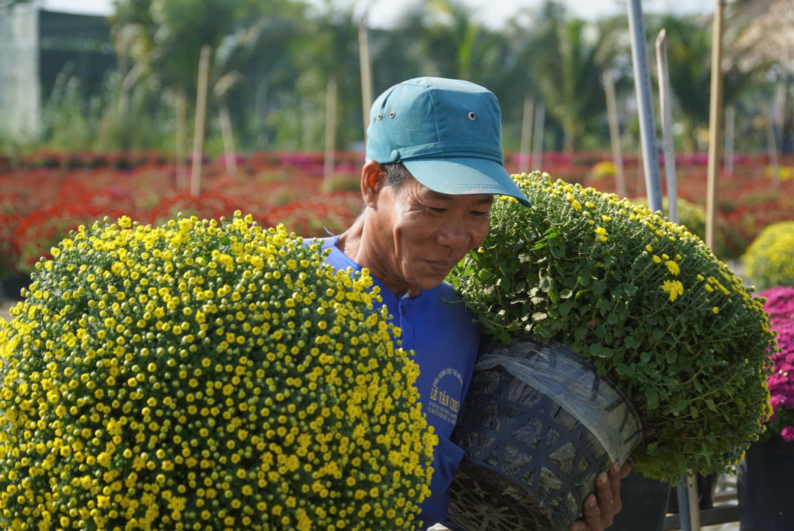 Lạ mắt nhìn loại hoa cúc vô số màu rực rỡ tại làng hoa Sa Đéc những ngày gần Tết Âm lịch- Ảnh 8.