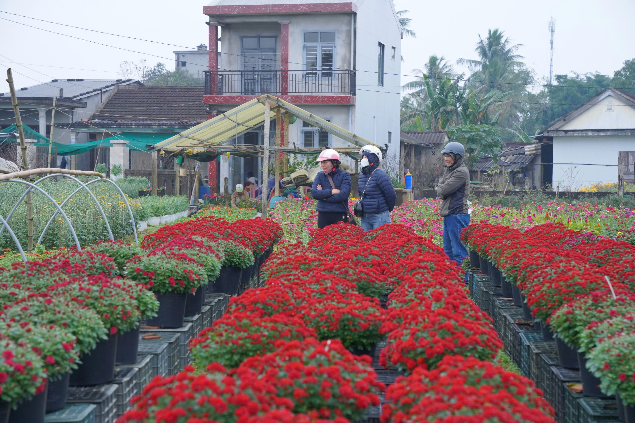 Làng hoa nổi tiếng TP Huế hối hả vào vụ Tết - Ảnh 9.