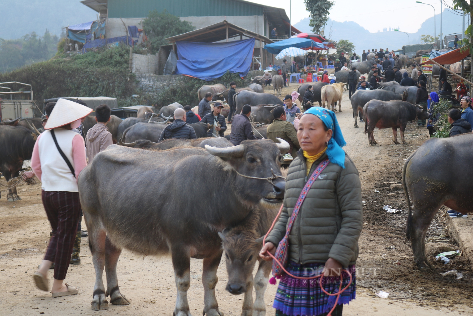 Chợ gia súc Bắc Hà 