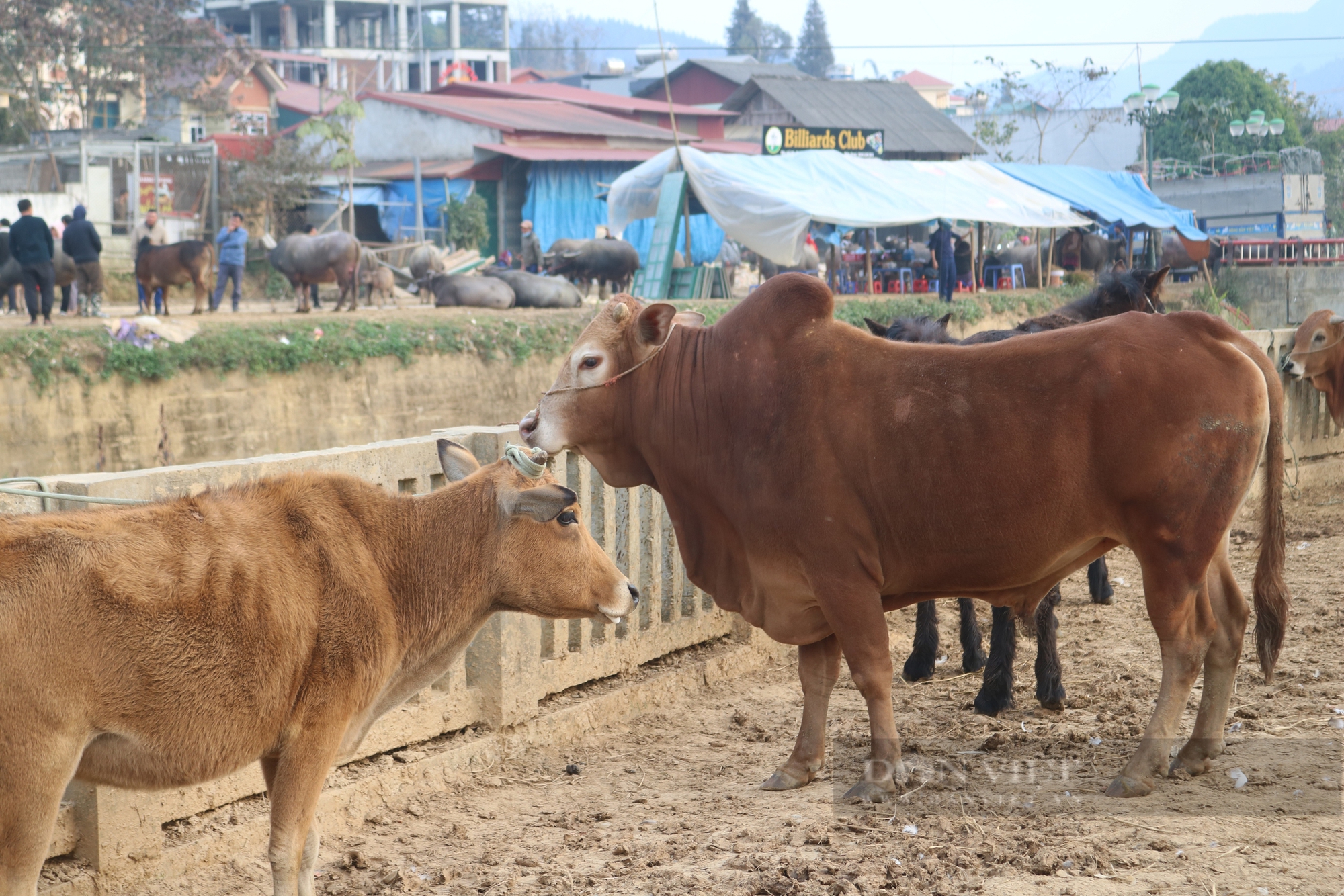 Chợ gia súc Bắc Hà 