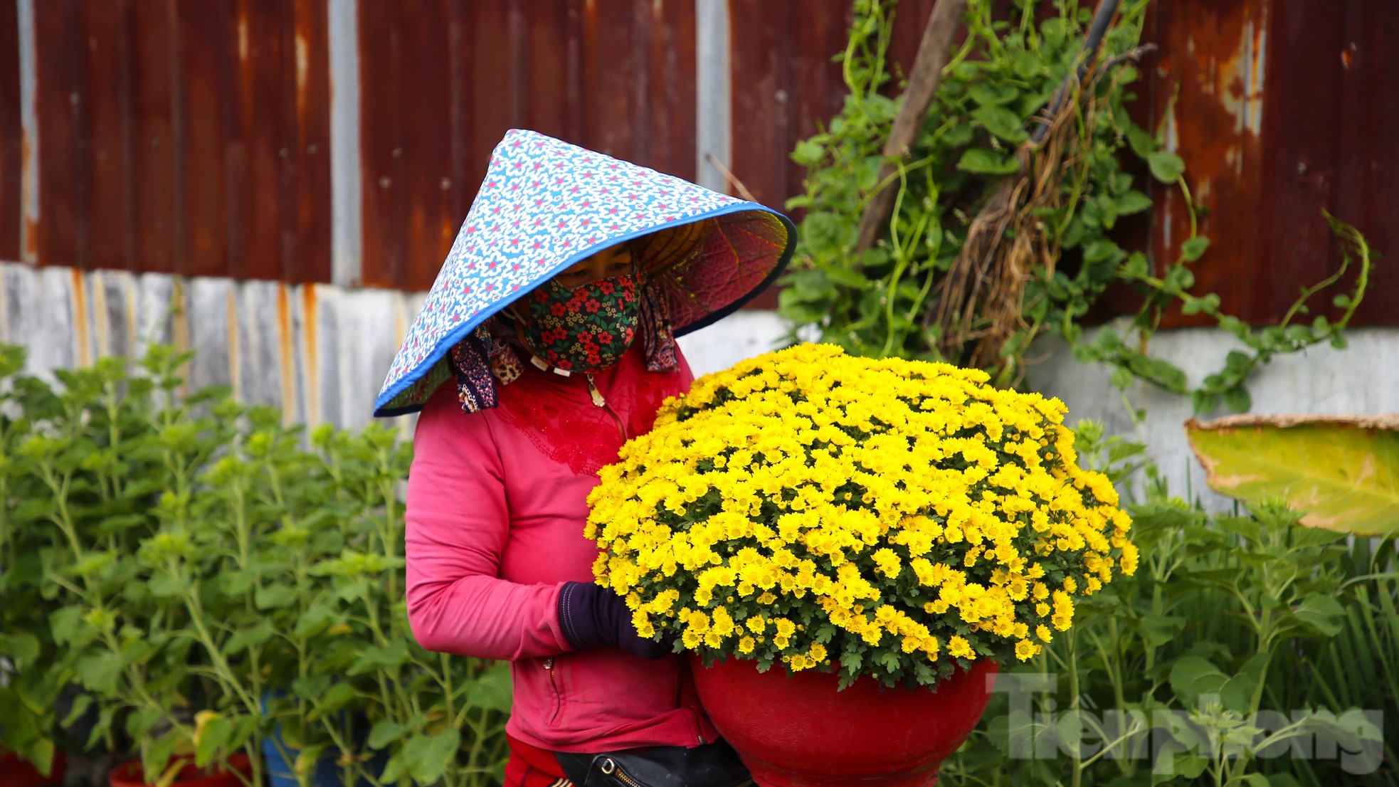 Làng hoa trăm tuổi ở Cần Thơ đẹp rực rỡ dịp cận Tết ảnh 2