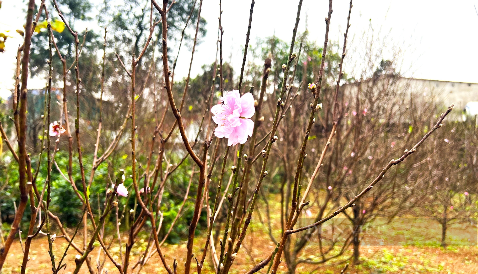 Nhiều hộ dân Hà Tĩnh thoát nghèo nhờ trồng đào phai thành du lịch trải nghiệm - Ảnh 3.