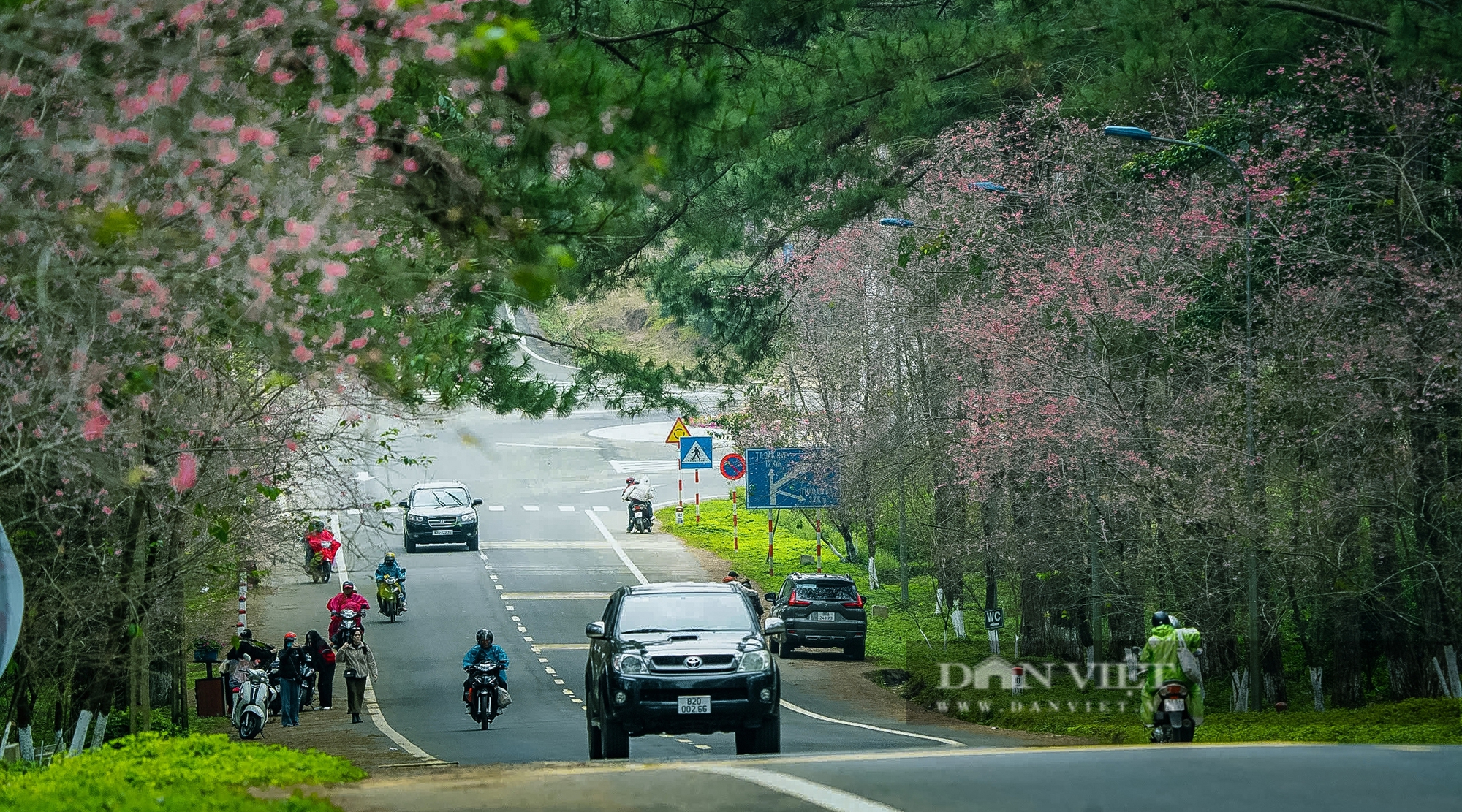 Ngẩn ngơ trước vẻ đẹp hoa Mai Anh Đào ở Măng Đen, đẹp tựa tranh vẽ - Ảnh 3.