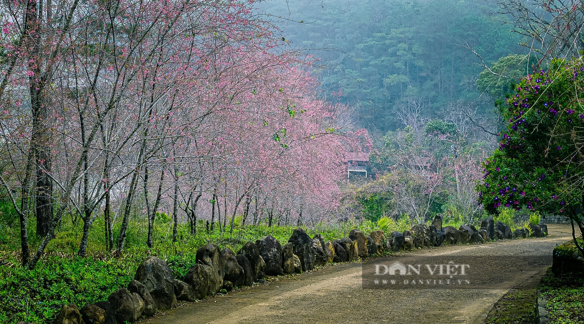 Ngẩn ngơ trước vẻ đẹp hoa Mai Anh Đào ở Măng Đen, đẹp tựa tranh vẽ - Ảnh 5.