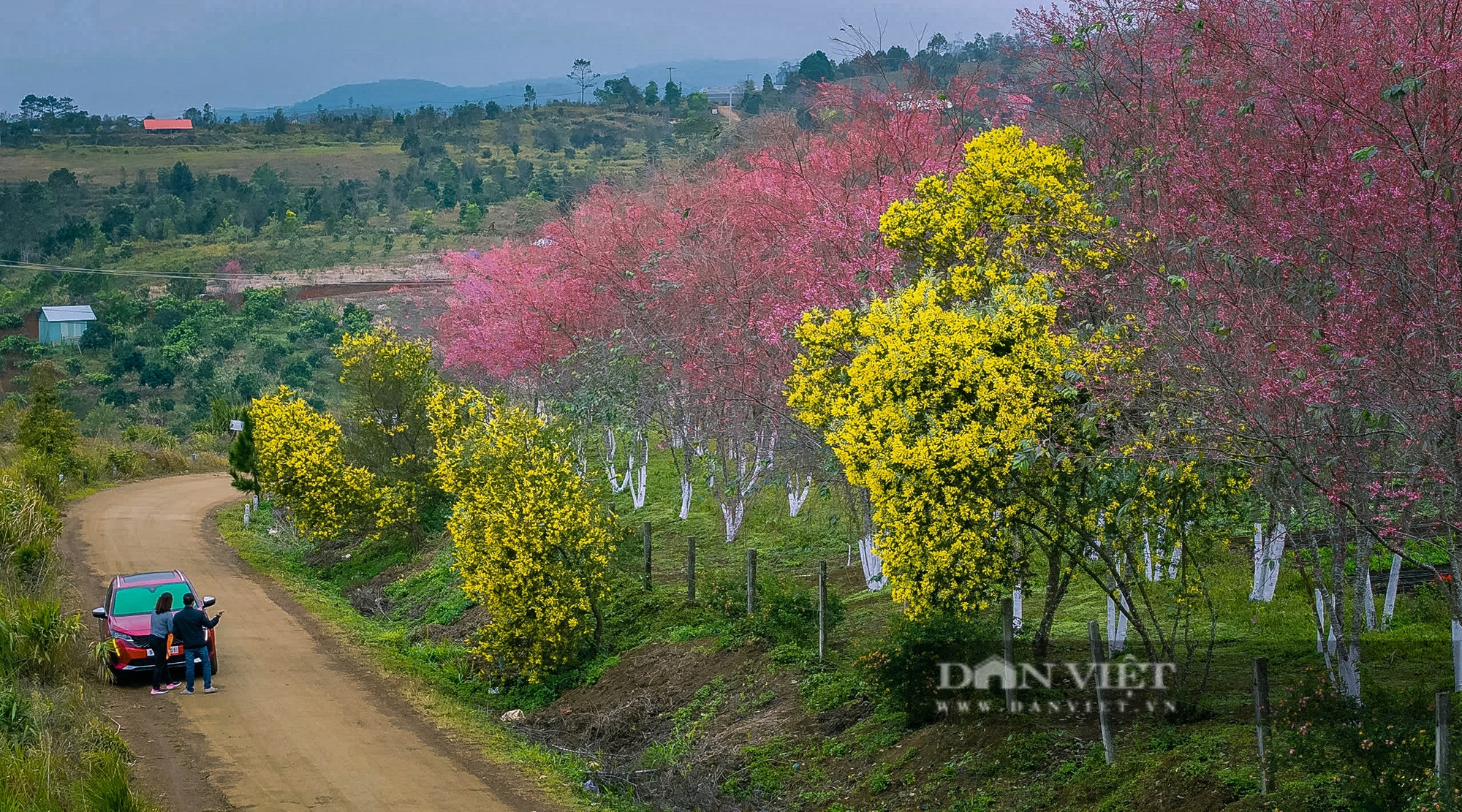 Ngẩn ngơ trước vẻ đẹp hoa Mai Anh Đào ở Măng Đen, đẹp tựa tranh vẽ - Ảnh 7.