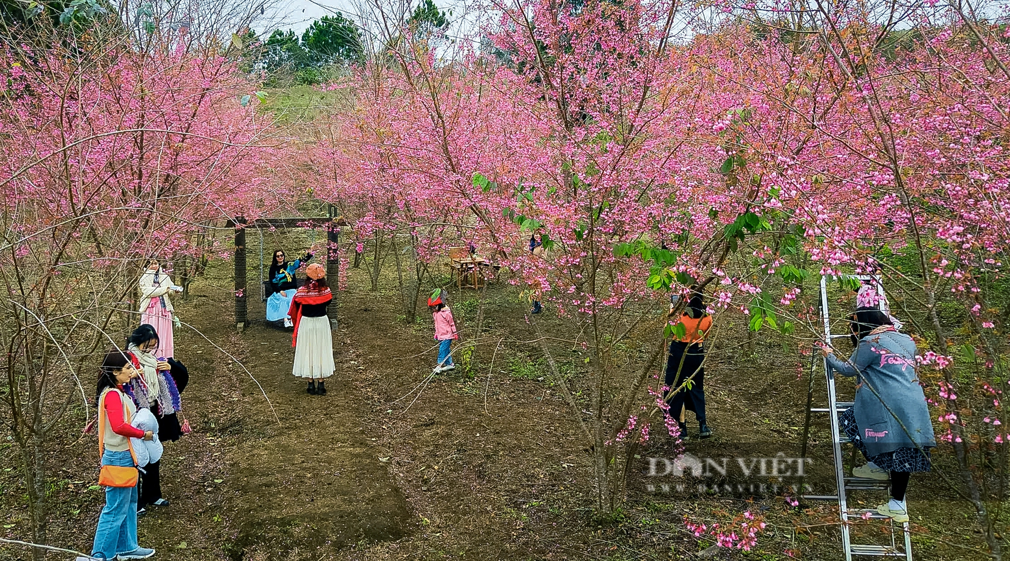 Ngẩn ngơ trước vẻ đẹp hoa Mai Anh Đào ở Măng Đen, đẹp tựa tranh vẽ - Ảnh 9.