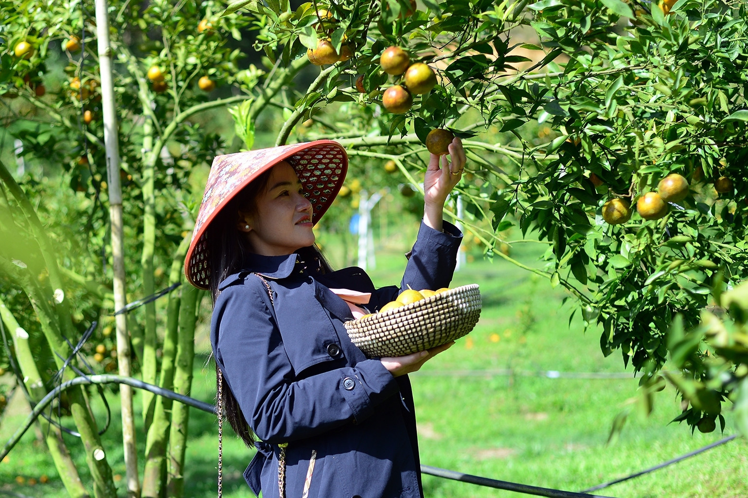 'Thuận vợ thuận chồng' phá chuối trồng quýt, người phụ nữ Lâm Đồng thu bộn tiền