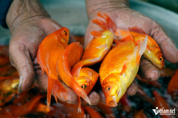 W-a2Red carp on Kitchen God's Day.JPG.jpg