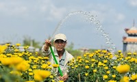 Hoa cúc 'nhuộm vàng' làng quê những ngày giáp Tết