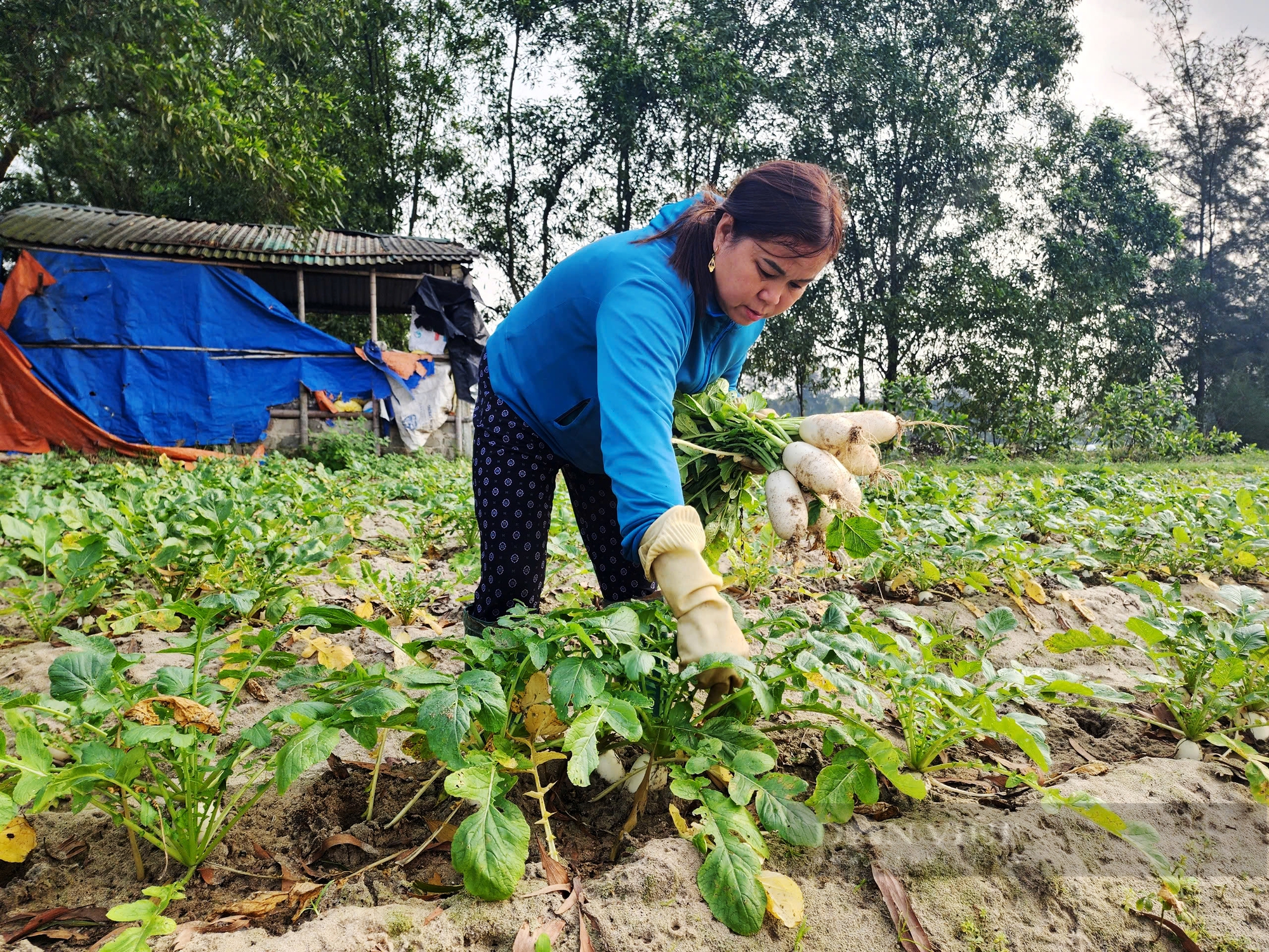 Hà Tĩnh: Trồng củ cải trên vùng đất hoang hóa ven biển giúp nông dân đạt thu nhập trên 100 triệu đồng/năm - Ảnh 4.