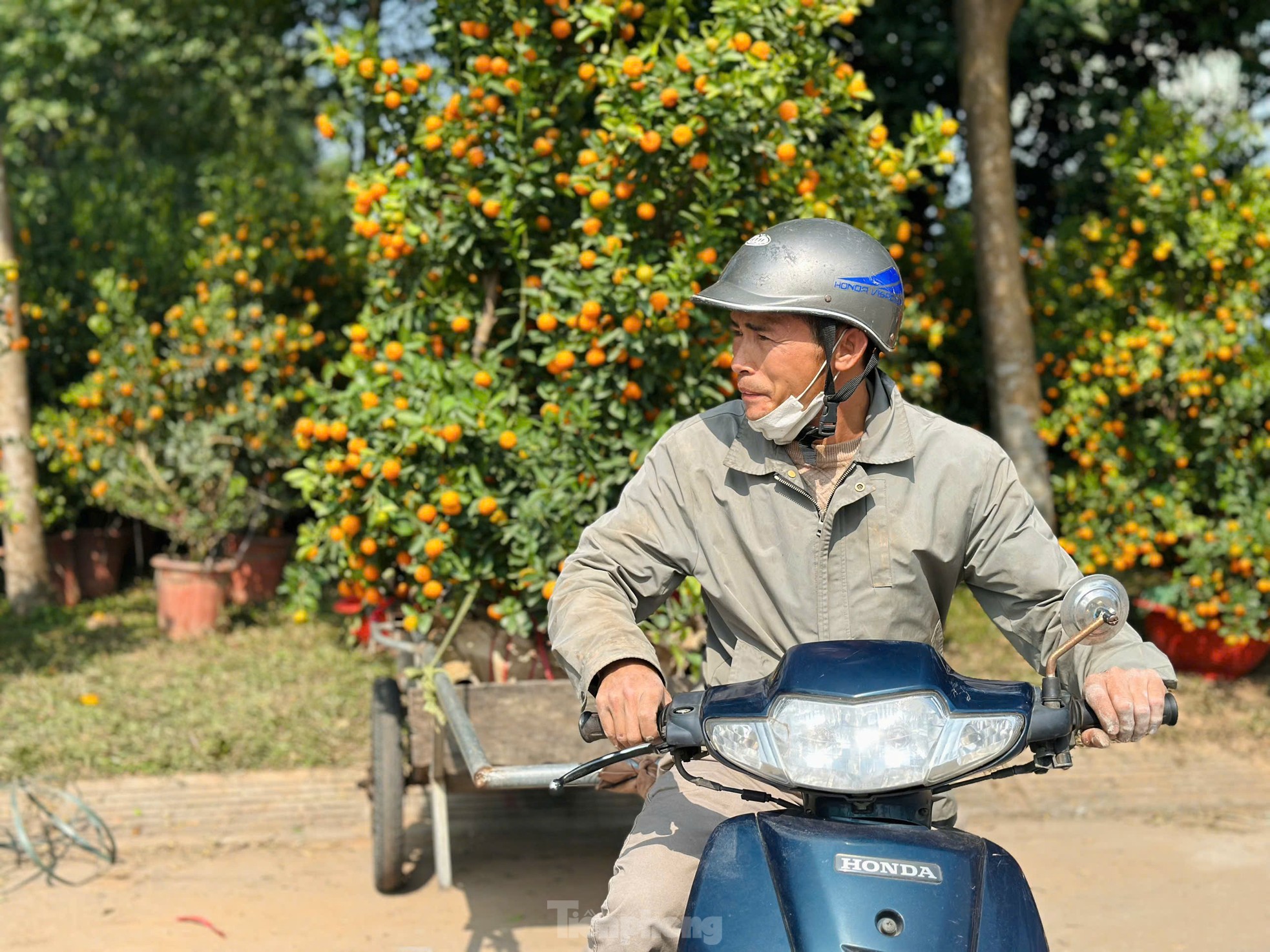 Nghề 'chở Tết' đến mọi nhà kiếm tiền triệu mỗi ngày ảnh 8