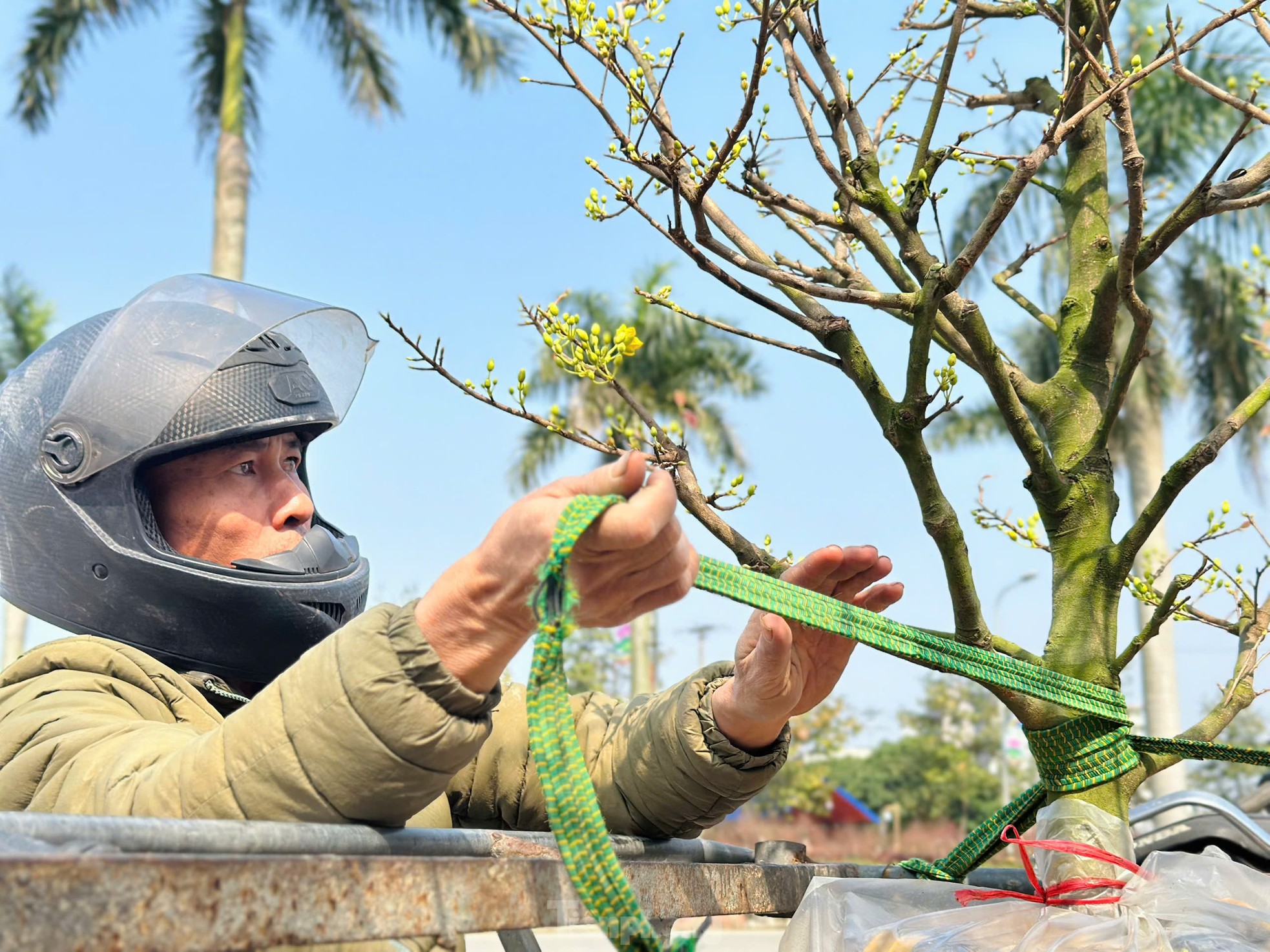 Nghề 'chở Tết' đến mọi nhà kiếm tiền triệu mỗi ngày ảnh 10