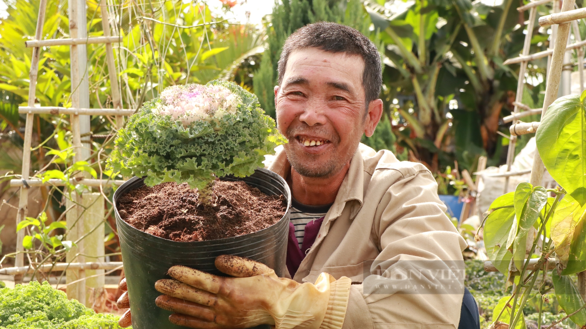 Rau cải được nhà vườn Đà Lạt đưa vào chậu trưng Tết Âm lịch, vừa ăn vừa làm cảnh - Ảnh 3.