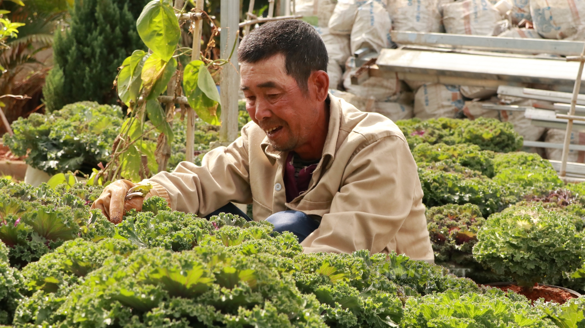 Rau cải được nhà vườn Đà Lạt đưa vào chậu trưng Tết Âm lịch, vừa ăn vừa làm cảnh - Ảnh 4.