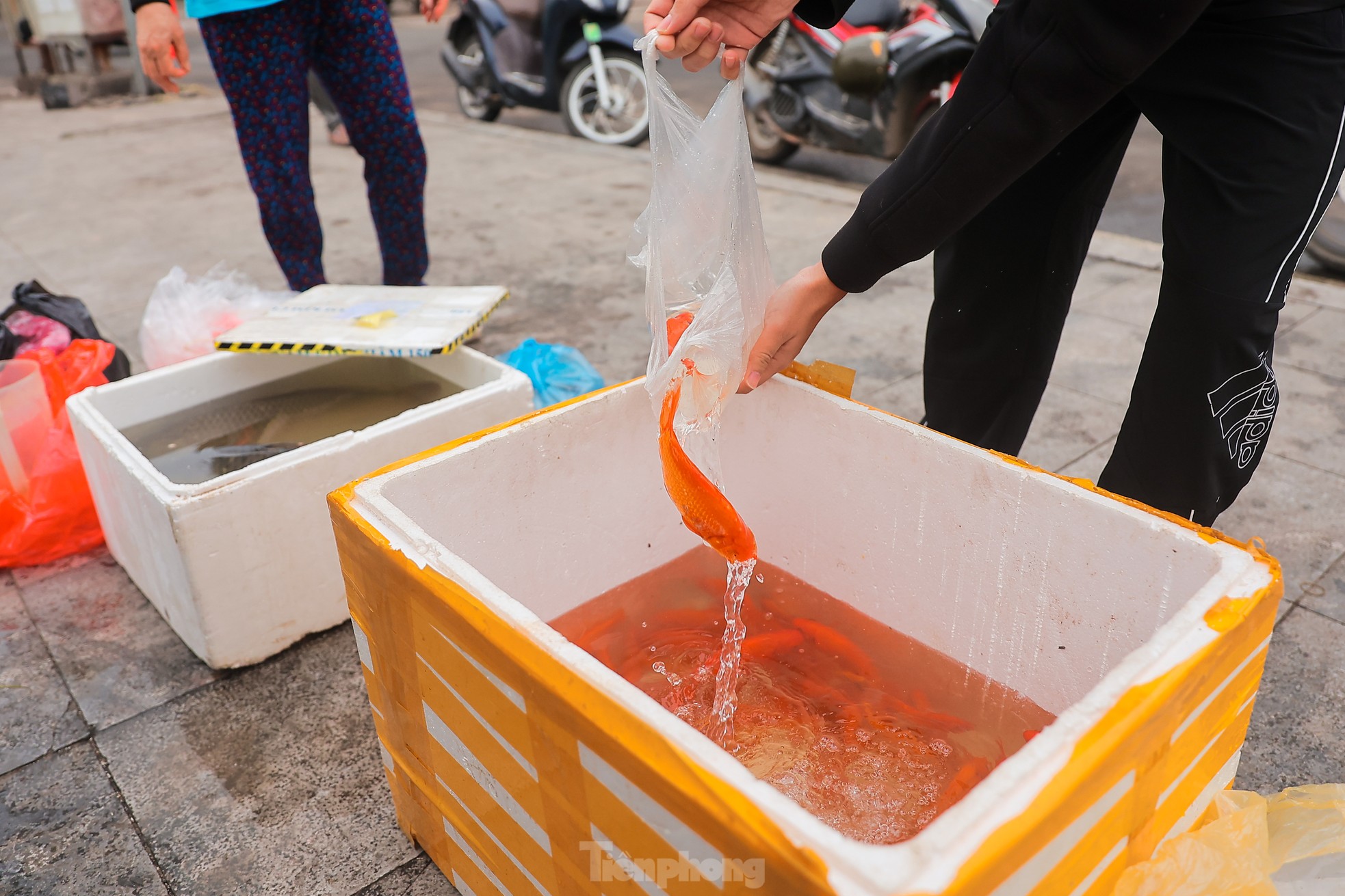 Người Hà Nội thả cá tiễn ông Công ông Táo về trời theo cách văn minh ảnh 5
