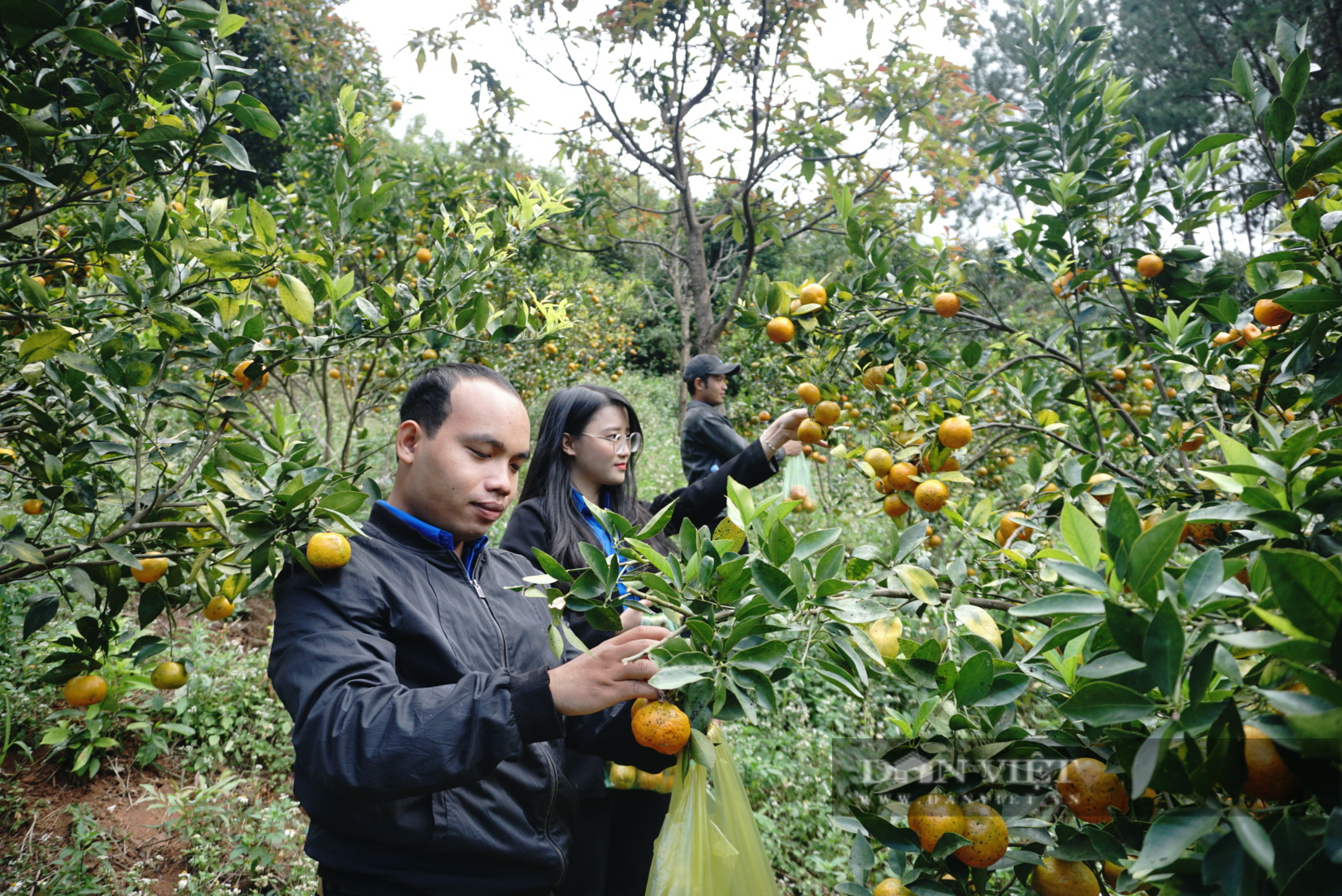 Mang giống quýt đường lên vùng cao Tu Mơ Rông, tưởng 